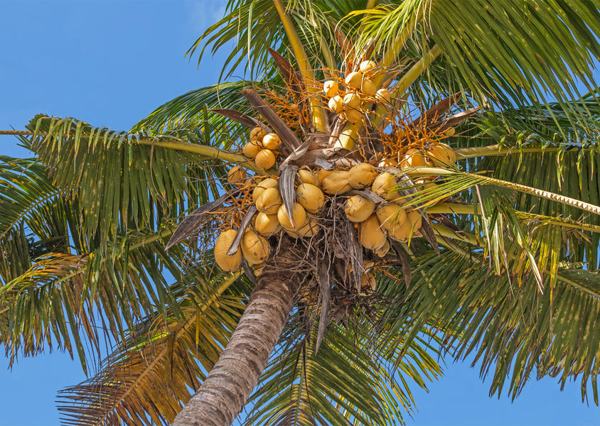 Why we love coconut water